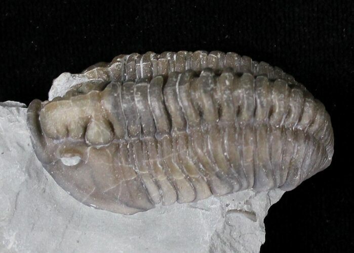 Flexicalymene Trilobite In Matrix - Ohio #20975